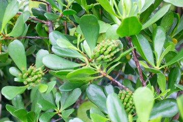 Variety of plants and flowers at flower market