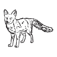 A single fox, wild animal, in a standing pose, forest animal in black brush stroke texture isolated on white. Hand drawn vector sketch illustration in vintage charcoal ink. Nature, zoo concept.
