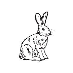 A single rabbit, hare wild animal sitting in black brush stroke texture isolated on white. Hand drawn vector sketch illustration in vintage charcoal ink. Forest animal design, wild nature.