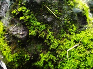 Close-up of vibrant green moss and lichen thriving on a textured rock surface, highlighting the rich details and natural beauty of this miniature forest landscape.
