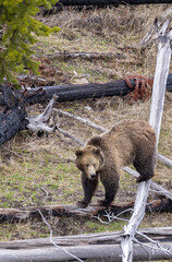 Grizzly Bear in Springtime in Yellowstone National Park Wyoming
