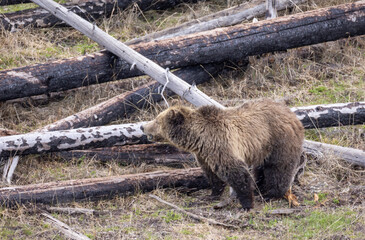Grizzly Bear in Springtime in Yellowstone National Park Wyoming