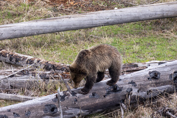 Grizzly Bear in Springtime in Yellowstone National Park Wyoming