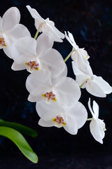 Elegant White Orchids Close Up.