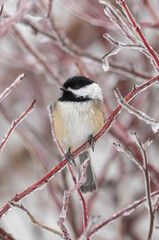 Black-capped chickadee