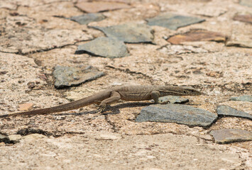 A lizard is laying on a rock