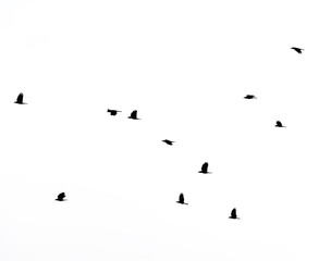 A flock of birds flying in the sky