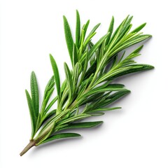 Obraz premium Rosemary sprig isolated on clean white background