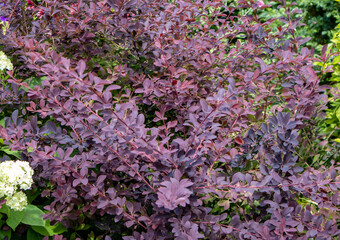 Purple Japanese Tunberg barberry Berberis Thunbergii, botanical close-up
