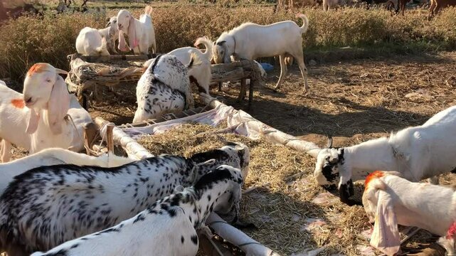 Goats Eating Fodder at Livestock Market, Eid ul Adha Preparation in Pakistan, Brown and White Goats Feeding on Green Fodder, Goats Munching Grass in Traditional Cattle Market, South Asia Rural Scene