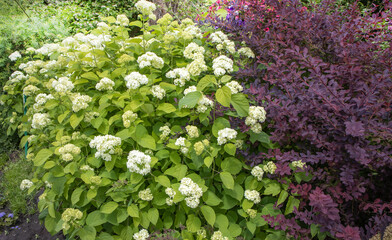 Close-up of dark purple barberry leaves near hydrangea bushes with white flowers