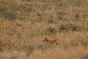 A small saiga antelope in the Kalmyk steppe is alone in a foggy field