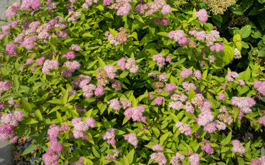 Beautiful floral background of pink inflorescences of Spirea japonica in June in the garden, Close-up