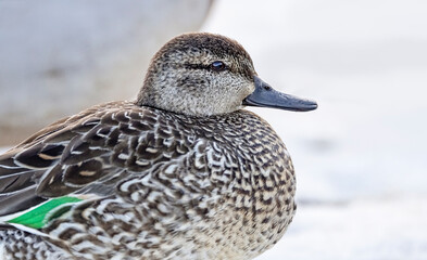Female green-winged teal