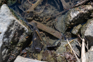 Young diver insect under the surface in detail.
