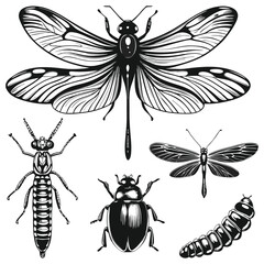 Insects Black & White Line Icons Set PNG | Dragonfly, Bug, Nature Outline Illustration