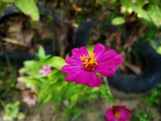 Obraz premium Macro shot of a vibrant pink Zinnia flower in full bloom, highlighting its vivid petals and bright yellow center in stunning detail. 