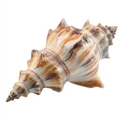 Obraz premium White seashell isolated on clean white background