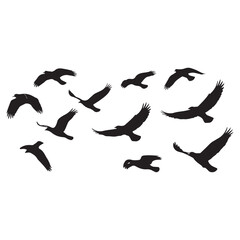 Silhouettes of Flying Birds on White Background vector