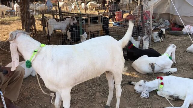 Goats Eating Fodder at Livestock Market, Eid ul Adha Preparation in Pakistan, Brown and White Goats Feeding on Green Fodder, Goats Munching Grass in Traditional Cattle Market, South Asia Rural Scene