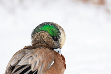 American wigeon duck