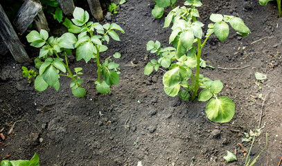 Rows of young potato sprouts grow on the soil in the farmer's vegetable garden