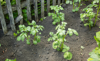 Young potato plants on the beds near the wooden old fence. Amateur potato growing by a farmer