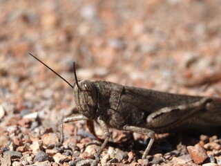  insecto de grandes ojos, seis potentes patas y dos delicadas antenas en un sendero gravoso del estanque de Ivars y Vilasana, Lérida, España, Europa
