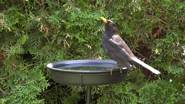 blackbird drinking in the garden