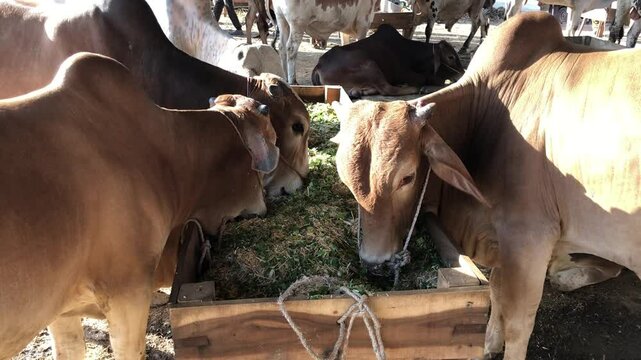 Closeup of Qurbani Goats &ndash; Cattle Market Before Eid ul Adha in South Asia, Qurbani Goats Feeding at Pakistani Animal Bazaar &ndash; Eid Festive Livestock Market