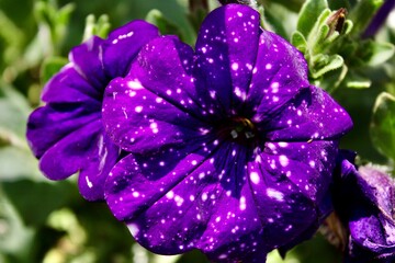 Close up of purple wave petunia in summertime