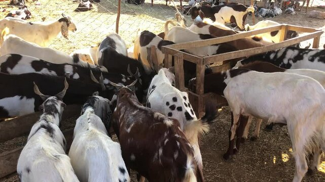 Goats Eating Fodder at Livestock Market, Eid ul Adha Preparation in Pakistan, Brown and White Goats Feeding on Green Fodder, Goats Munching Grass in Traditional Cattle Market, South Asia Rural Scene