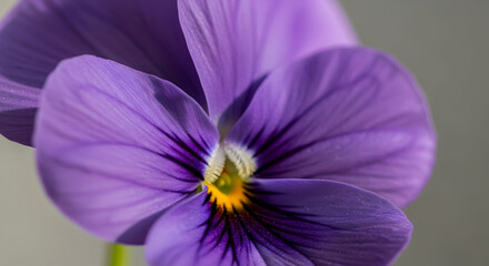 Captivating Viola Close-Up Showcasing the Beauty of Floral Intricacy