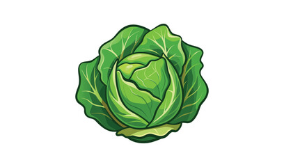 Fresh green cabbage isolated on white background