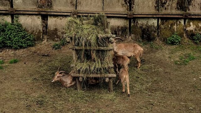 Barbary sheep family eating hay in enclosure