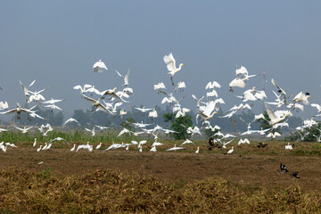 Large Group of White Egrets in Open Agricultural Field with Trees and Birds. White Egrets Taking...
