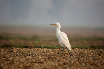 White Egrate Standing on a Soil Ground in Natural Habitat, Bangladesh.