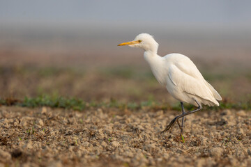 White Egrate Standing on a Soil Ground in Natural Habitat, Bangladesh.