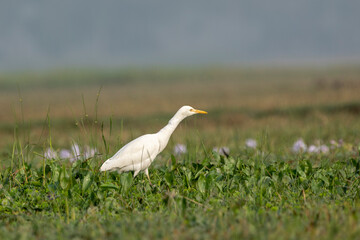 White egret standing on green foliage in its natural habitat on a winter morning
