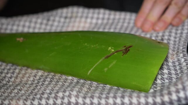 Aloe Vera leaf on black background. Cleaning and peeling the fresh aloe leaf to extract gel. Natural skincare ingredient. Herbal remedy and plant-based beauty concept.