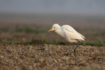 A great egret or white egret stands in agricultural land searching for food.