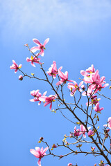 Magnolia in bloom