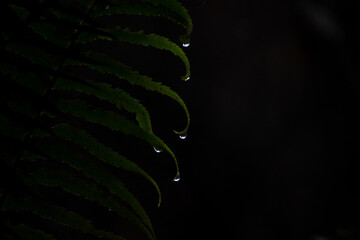 Water droplets off of fern