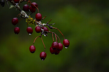 red berries on a branch
