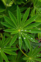 green plants in the forest