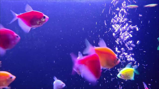 Ornatus Fish and Ternary in the dark Aquarium with neon light. Glofish tetra.