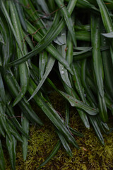 Obraz premium green leaves with dew