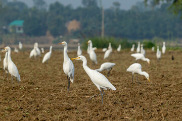 Great egret or white egret foraging for food in farmland with natural background