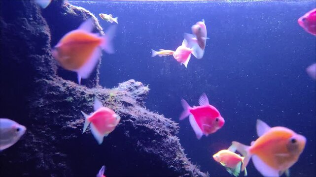 Ornatus Fish and Ternary in the dark Aquarium with neon light. Glofish tetra.