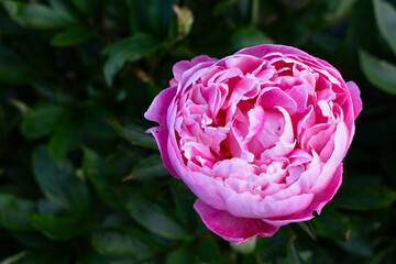 pink rose in the garden